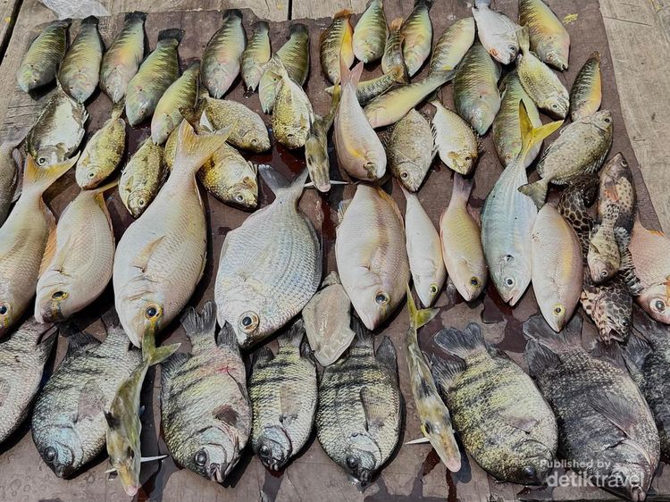 Potret Aneka Ikan Unik yang Bisa Dipancing di Laut Jakarta, Nomor 3 Bikin Kaget