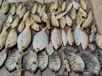 Potret Aneka Ikan Unik yang Bisa Dipancing di Laut Jakarta, Nomor 3 Bikin Kaget