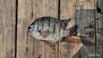 Potret Aneka Ikan Unik yang Bisa Dipancing di Laut Jakarta, Nomor 3 Bikin Kaget