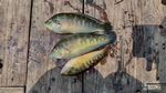 Potret Aneka Ikan Unik yang Bisa Dipancing di Laut Jakarta, Nomor 3 Bikin Kaget