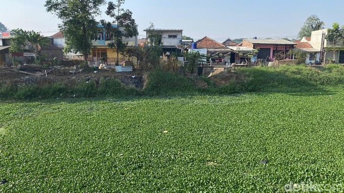 Eceng gondok di Sungai Citarik.