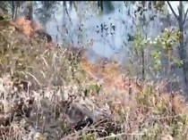 Video: Kebakaran Melanda Kawasan Gunung Inerie di Ngada, 30 Hektare Terdampak