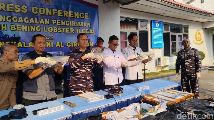Konferensi pers penggagalan pengiriman benih bening lobster (BBL) ilegal oleh Lanal Cirebon