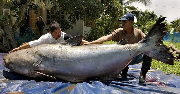Lele raksasa Mekong