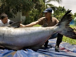 Penangkapan Lele Raksasa Sebesar Beruang, Kejutkan Ilmuwan