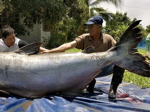 Penangkapan Lele Raksasa Sebesar Beruang, Kejutkan Ilmuwan