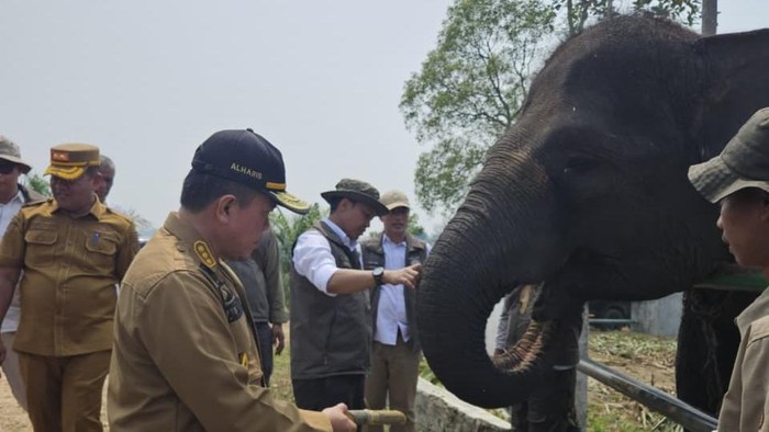 Menhut saat melihat konservasi gajah di Jambi