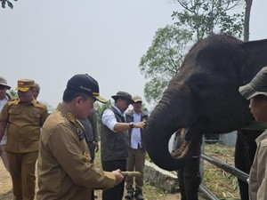 Komitmen Lindungi Habitat dan Koridor Gajah Sumatera di Jambi