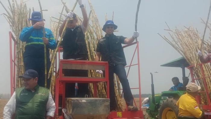 Bupati Lamongan Yuhronur Efendi saat panen tebu