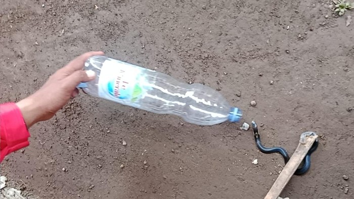 Penampakan 3 anakk kobra di kamar mandi warga Desa Sukamaju, Kecamatan Jonggol, Kabupaten Bogor.