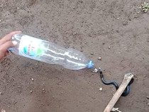 Warga Bogor Dikagetkan 3 Anak Kobra Saat Hendak Mandi