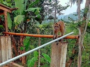 Monyet Peliharaan di Kalapanunggal Sukabumi Ngamuk hingga Lukai Pemilik