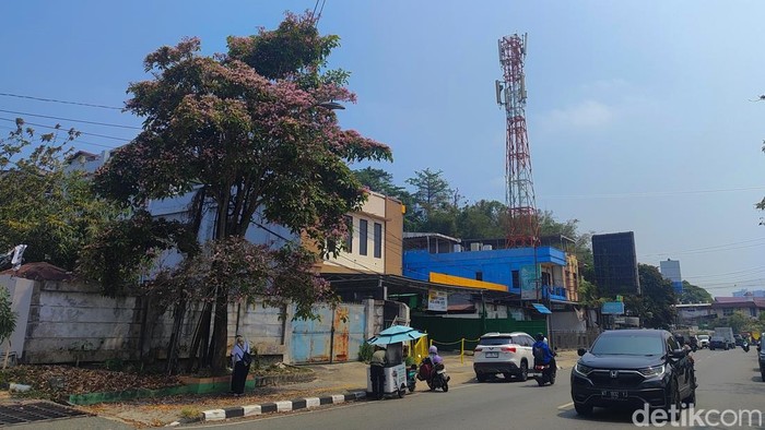 Perawatan masif pohon-pohon di Kota Balikpapan, Kalimantan Timur (Kaltim).