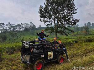 Video Menyusuri Lebatnya Hutan & Perkebunan Teh Goalpara Pakai Jeep Offroad!