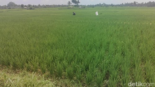 Tanaman padi tumbuh hijau namun minum air di area Subak Bregiding, Desa Pangsan, Kecamatan Petang, Badung, Bali, Kamis (1/10/2026).