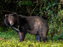Beruang Masuk Permukiman di Tokyo, Berujung Ditembak