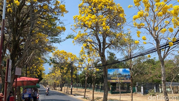 Cantiknya Jalan di Kota Batu Berhias Bunga Tabebuya Bermekaran