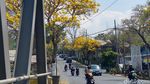 Cantiknya Jalan di Kota Batu Berhias Bunga Tabebuya Bermekaran