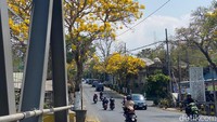 Cantiknya bunga tabebuya juga menarik minat pengedara yang melintas untuk sejenak berhenti untuk mengabadikannya. Ada yang mengambil video estetis hingga berswafoto bersama rekan dan kekasih.