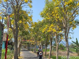Cantiknya Jalan di Kota Batu Berhias Bunga Tabebuya Bermekaran