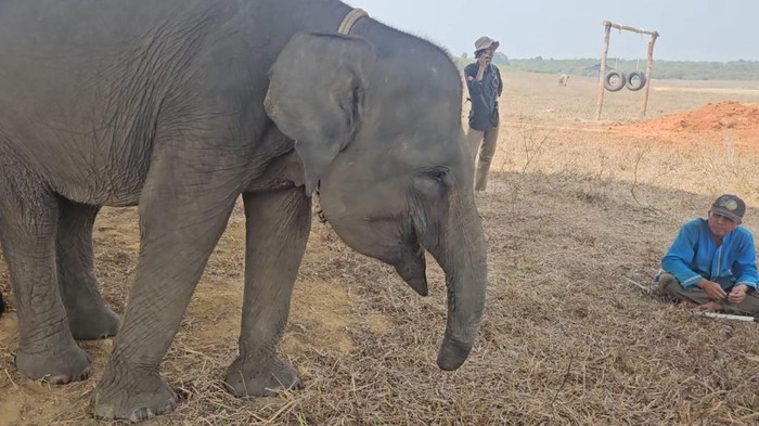 Gajah yang berada di TN Way Kambas Lampung