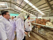 Kebut Swasembada Susu, Pemerintah Targetkan Penambahan 600 Ribu Sapi Perah