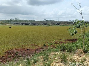 BWS Kalimantan IV Usulkan Rp 3 M ke Pusat untuk Atasi Gulma Waduk Manggar