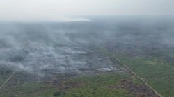 Kebakaran di TNBS Capai 8 Ribu Hektare, Ancam Habitat Harimau Sumatera