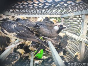 Penyelundupan 3.394 Burung ke Sidoarjo Berujung 2 WN Vietnam Ditahan