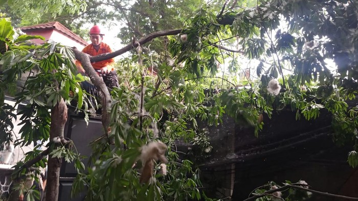 Pohon tumbang timpa kafe di Bogor (dok.istimewa)