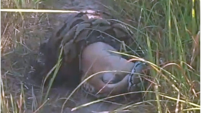 Seekor ular piton 5 meter menggegerkan Mamasa, setelah menelan anjing. Warga membunuhnya saat kesulitan bergerak.