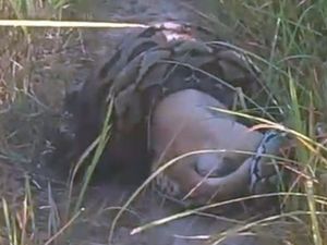 Video Ngeri! Ular piton 5 meter telan anjing warga di Mamasa!