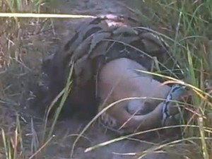 Ular Piton 5 Meter Dibunuh Warga Saat Mangsa Anjing di Mamasa