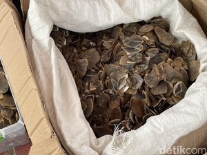 Polisi Bongkar Penjualan Sisik Trenggiling Dikamuflase Jadi Ikan Asin di Bekasi