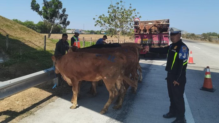 Truk muat sapi terguling di Tol Jombang