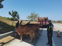 Truk Muat Sapi Terguling di Tol Jombang gegara Pecah Ban