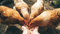 Pelihara Ayam di Rumah saat Musim Flu? Ini Saran Pakar Biar Tetap Sehat