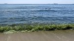 Air Laut di Koh Lan Thailand Menghijau Akibat Plankton