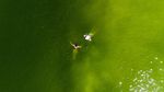 Air Laut di Koh Lan Thailand Menghijau Akibat Plankton