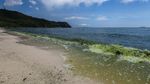 Air Laut di Koh Lan Thailand Menghijau Akibat Plankton