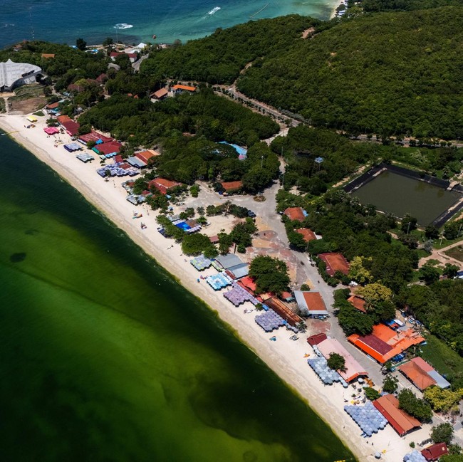 Air Laut di Koh Lan Thailand Menghijau Akibat Plankton