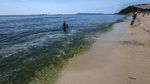 Air Laut di Koh Lan Thailand Menghijau Akibat Plankton