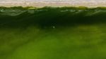 Air Laut di Koh Lan Thailand Menghijau Akibat Plankton