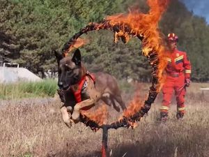Video: Bak Sirkus! Intip Latihan Anjing Pelacak Damkar Menembus Cincin Api