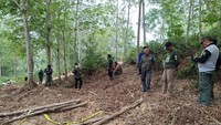 Anak Gajah di Jambi Ditemukan Mati, Gakkum Selidiki Penyebabnya
