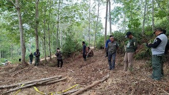 Anak Gajah di Jambi Ditemukan Mati, Gakkum Selidiki Penyebabnya