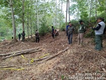 Anak Gajah di Jambi Ditemukan Mati, Gakkum Selidiki Penyebabnya