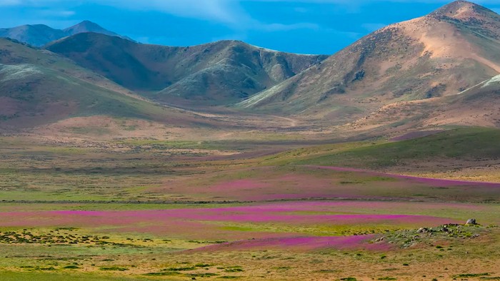 Gurun Atacama