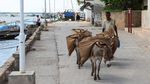 Keledai Jadi Transportasi Utama Angkut Barang di Pulau Lamu Kenya