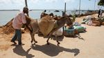 Keledai Jadi Transportasi Utama Angkut Barang di Pulau Lamu Kenya